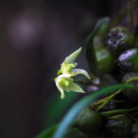 <i>Bulbophyllum maskeliyense</i>  Livera